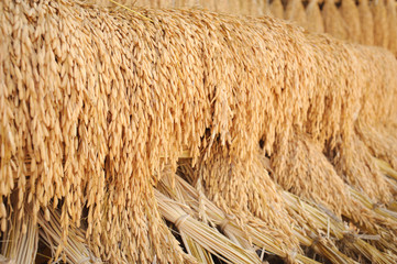 Pile of paddy bundle on the rice field after harvest.