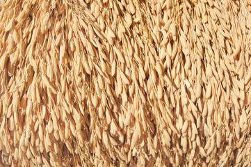 Close up pile of paddy bundle on the rice field after harvest.