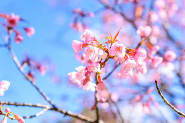 Soft focus Spring Cherry blossoms, pink flowers.