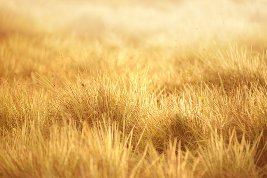grassland background adjust to gold sunlight focus at the center of picture