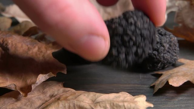 hand takes a tuber black truffle from dark wooden surface with oak leaves
