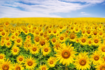 sunflowers field blooming with blue sky