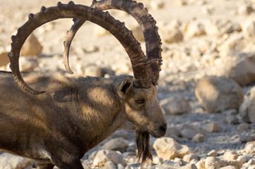 Mountain goat close up, big horn. Hunting trophy.