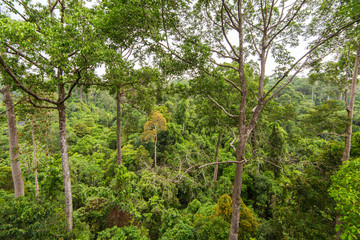 Lush green tropical rainforest