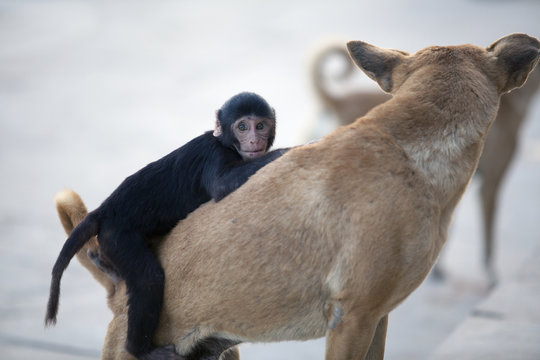 Monkey Chimpanzee Sitting On A Street Dog And Playing With It