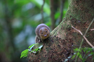 Northern Slender-tailed Treeshrew (Dendrogale murina) in Tam Dao, North Vietnam 