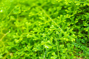 Textures of fern leaf