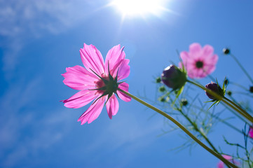 Fototapeta na wymiar Cosmos flowers againt the blue sky