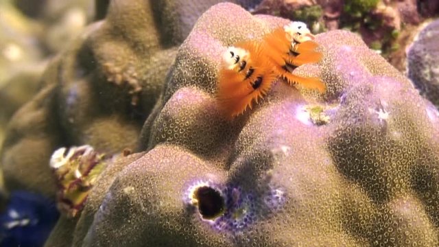 Yellow sea worms in coral underwater in ocean of wildlife Philippines. Travel in world of unique colorful beautiful ecosystem. Inhabitants in search of food. Diving.