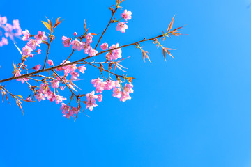 Spring Cherry blossoms, pink flowers with blue sky.