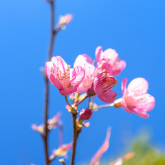 Soft focus Spring Cherry blossoms, pink flowers with blue sky.