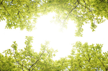 Fototapeta premium Image of branch with green leave and sunlight at the center
