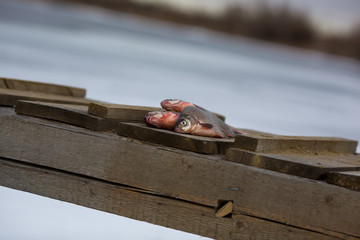 small bream caught in the winter in the Astrakhan region