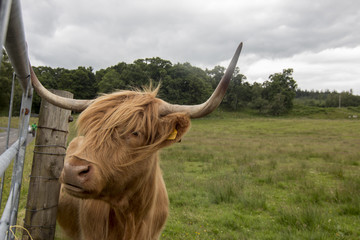 Hebridean breed