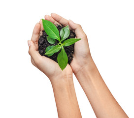 Hand holding dirty soil with green plant on white background
