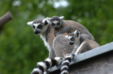 Obraz premium Katafamilie