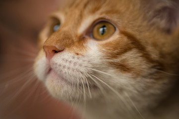 Muzzle of cute little red kitten. Macro picture