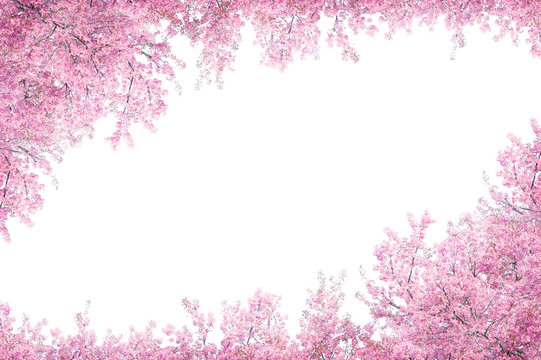 Cherry blossom frame use as background