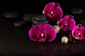 Fototapeta na wymiar Orchideen mit Wasserspiegelung ubd Wasserdropfen