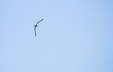 Flying seagull on sky background