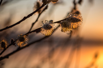 Pussy willow branches with sunrise background. Beautiful pussy willow flowers branches. Spring. Soft focus background