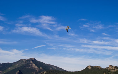 Fototapeta na wymiar Seagull in blue sky mountain clouds