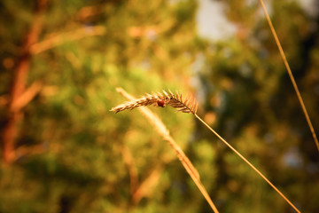 two spikelets on unfocused background