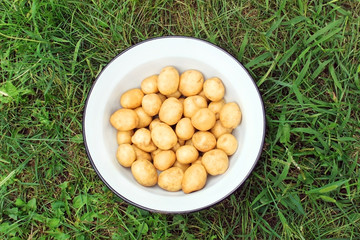New potatoes in garden