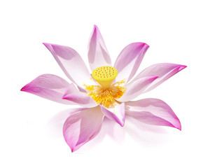 single beautiful pink lotus flower with clipping path