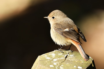 ジョウビタキの雌