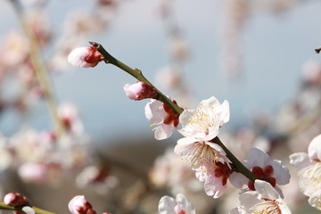 満開の梅