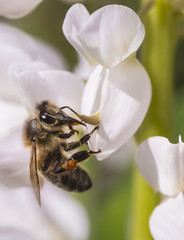 bumble bee flying to flower