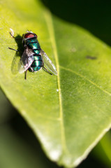 Fly on leaf