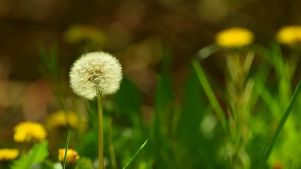 Pusteblume