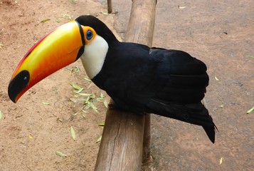 Toucan