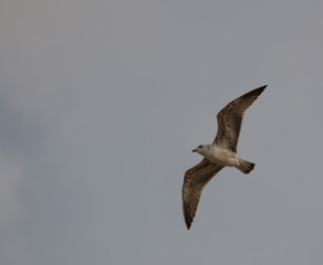 Seagull on flight