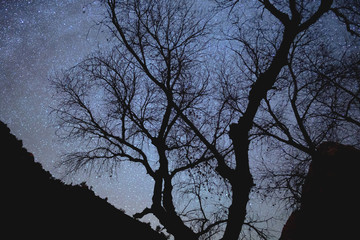 Stars and Silhouettes in Zion National Park