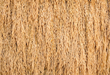 Close up pile of paddy bundle on the rice field after harvest.