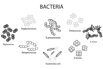 Set of bacteria. Black and white. Staphylococcus, Streptococcus, pneumoniae,  Helicobacter pylori. Hand draw. 