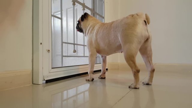 Cute pug dog run to the door and barking to someone to come home