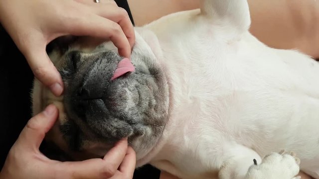 woman owner giving face massage to a cute puppy pug dog that sleep lie supine at her leg