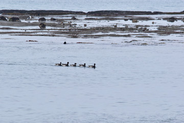 沖合いを一列に浮かぶコクガン