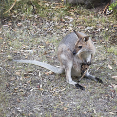 Mother wallaby and joey