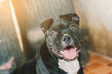 Cute puppy Bully dog on blur background