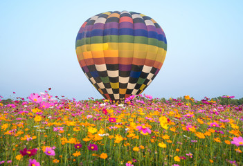 Fototapeta premium The hot air balloons flying over the cosmos flowers field in Singha park international balloons fiesta 2017 in Chiang Rai province of Thailand.