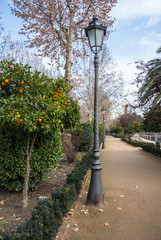 A lantern and an orange tree at the park of Granada, Andalusia, Spain.