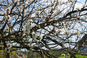 Flowers of apricot
