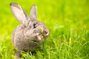 Grey rabbit in grass closeup