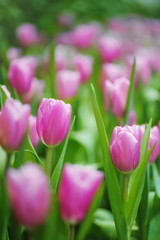 close up Pink tulips in the garden