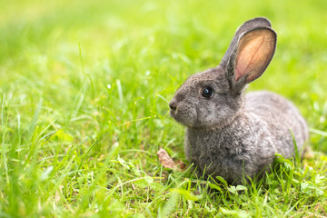 Grey rabbit in grass closeup
